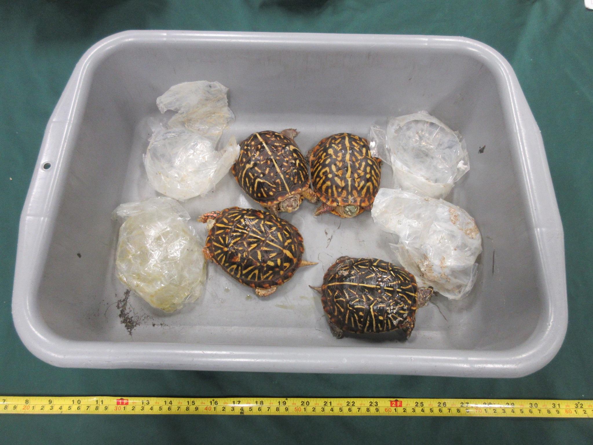香港海关检获怀疑受管制属濒危物种的活龟
