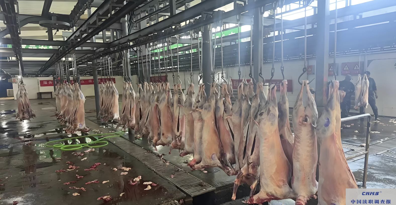 (专题一)致湖南省湘潭市岳塘区农业农村局的一封公开信:关于“私装耳标”屠宰场的追问,请您回答!(图2) /uploads/user/41/allimg/20260530/41-260530113210228.png